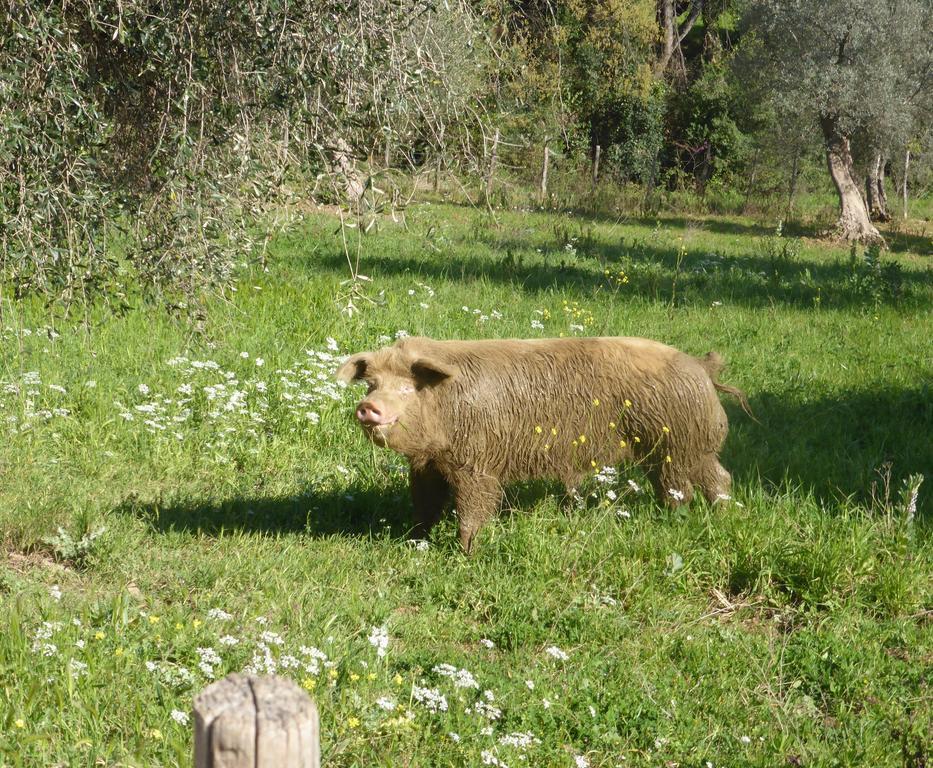 Campospillo Villa Magliano in Toscana Luaran gambar